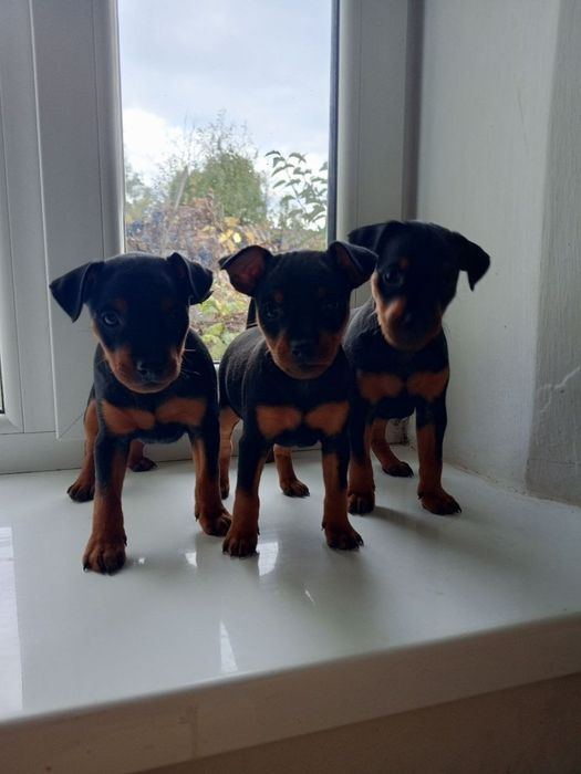 Продам  цуценят  цвергпінчера