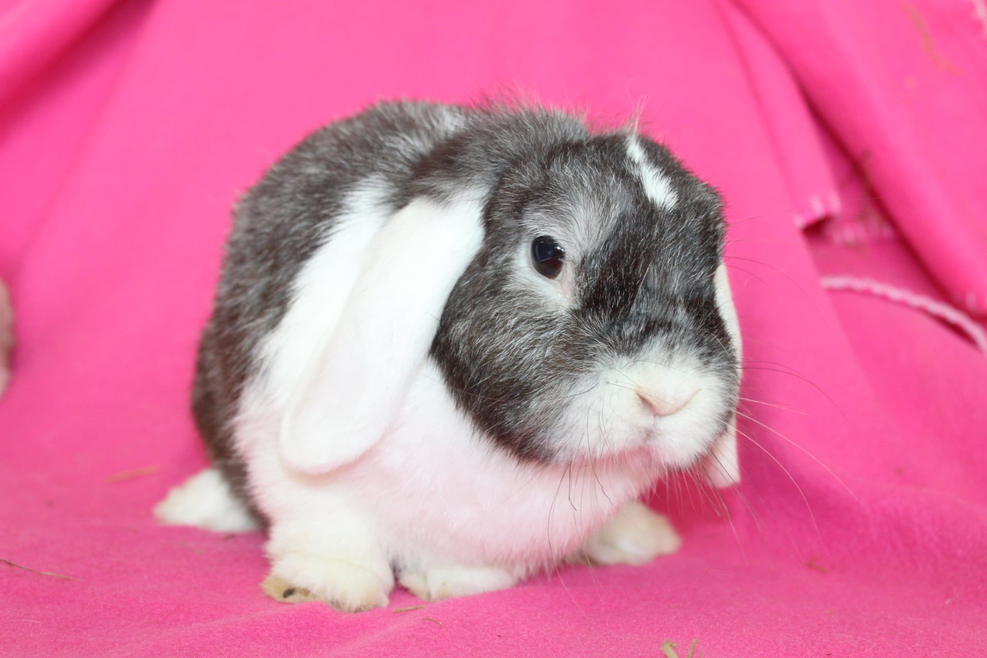 Samice mini lop , mini lopy . Baranki karzełki