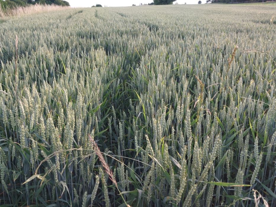 Pszenica  czyszczona