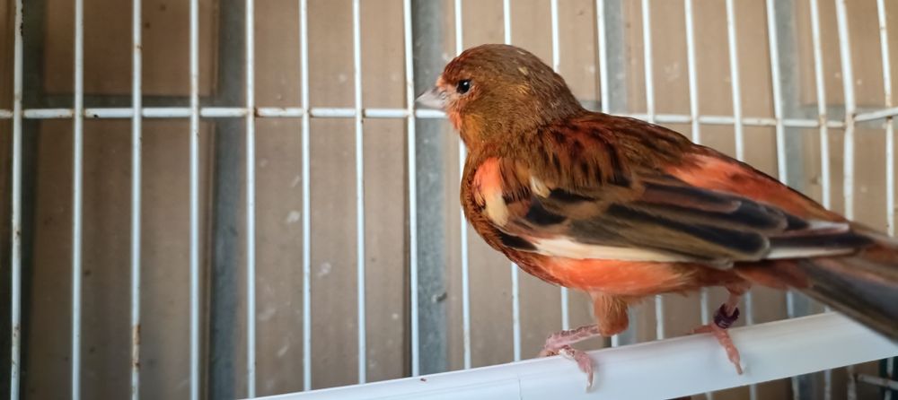Casal de canários negros