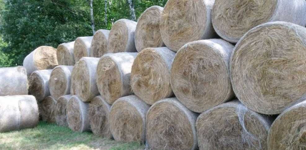 Siano - bele 120x130