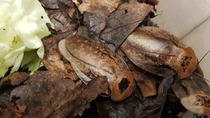 Archimandrita tessellata – karaczan wielkoskrzydły pakiet 10szt małe