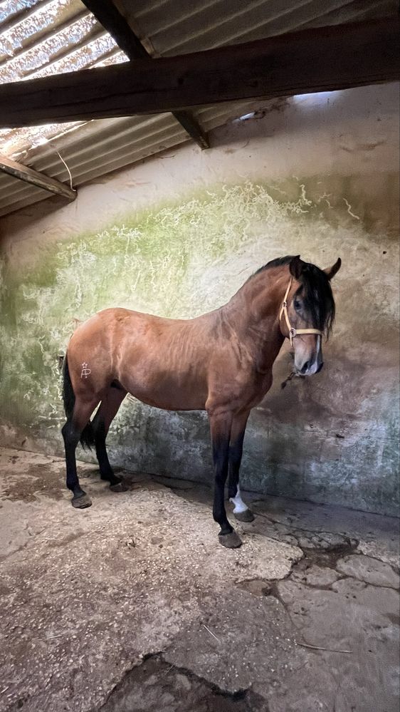 Cavalo Puro Sangue Lusitano