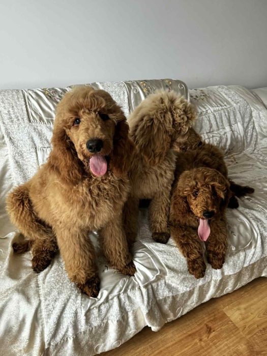 Pudel duży królewski FCI piesek okazja