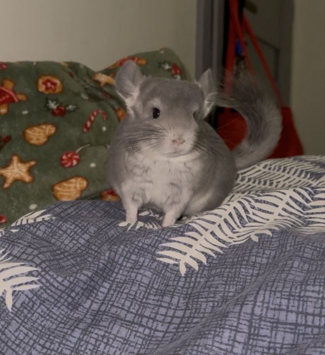 Szynszyla standart - młody samiec i samica