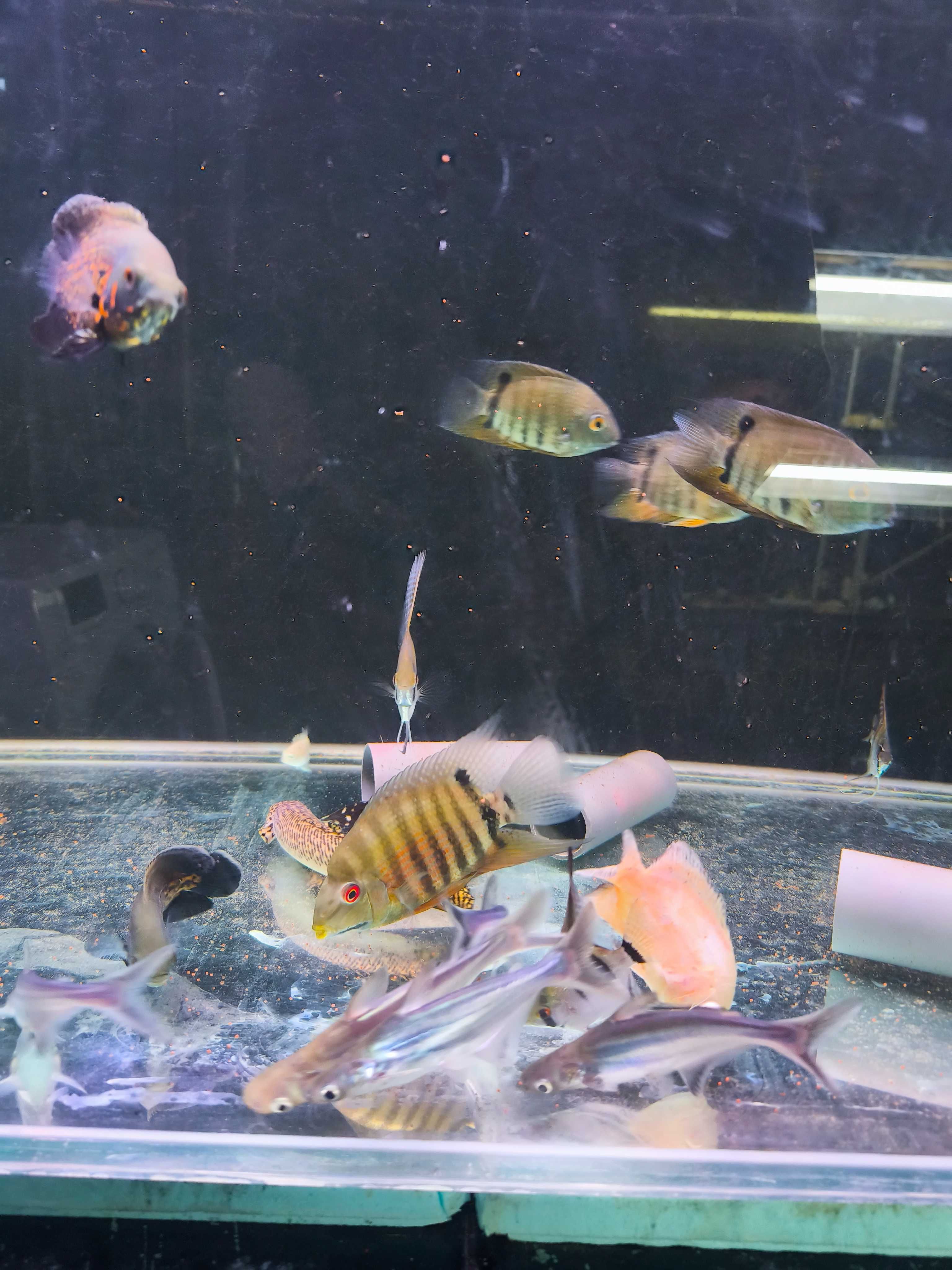 Pangasius cinzentos e albinos