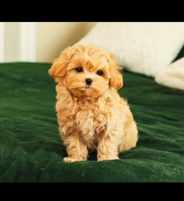 Ексклюзивні LUXERY щенята мальтіпу! VIP цуценята мальтіпу ф1