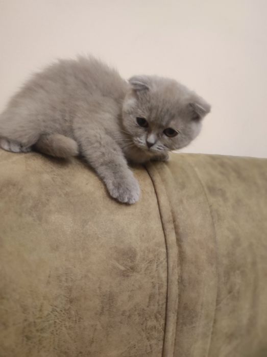 Киця муркиця фолд, Висловуха, 3 міс