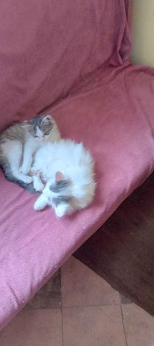 Oddam młode kotki za darmo