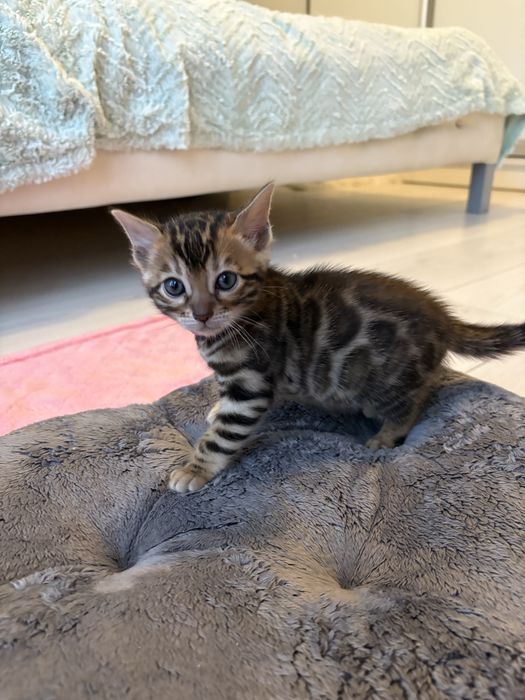 Koteczka bengalska Chilli z Rodowodem FPL