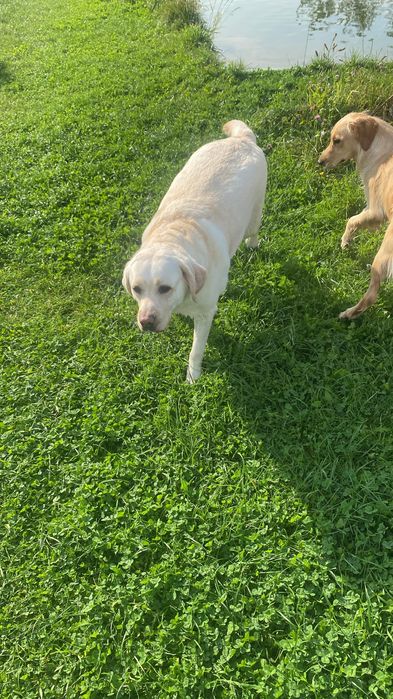 Szukamy domku dla labradorki