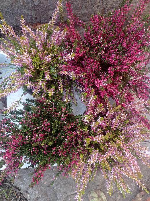 Вереск цветущий.