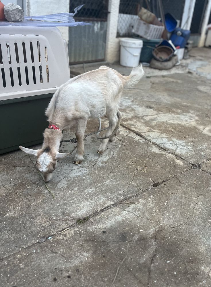 Cabrito mocho com 2 meses
