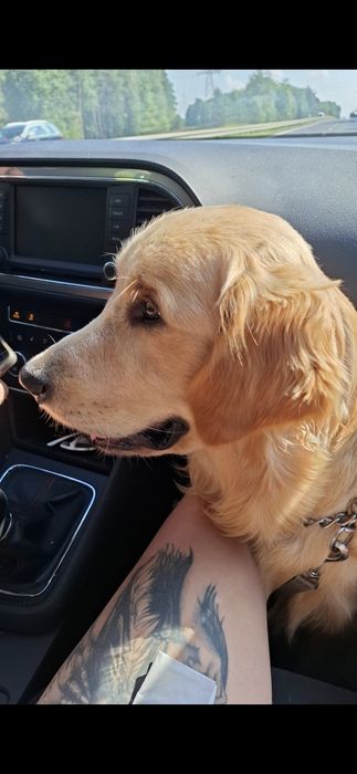 Roczny Piesek Golden Retriver