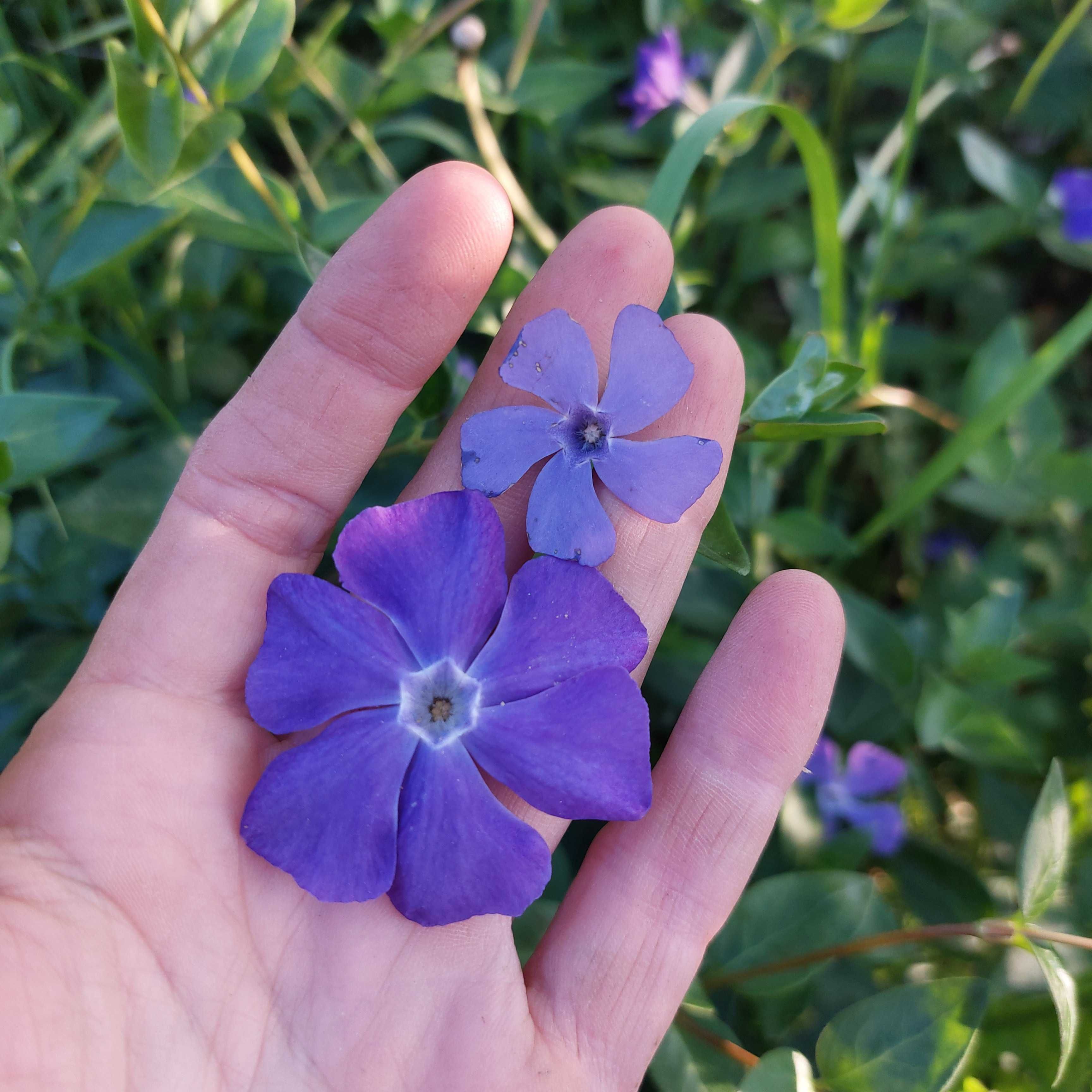 Barwinek większy Vinca major