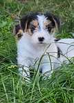 Jack Russell Terrier FCI ZKwP piesek gotowy do zmiany domu