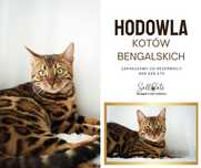 Kotki bengalske brown, silver, charcoal
