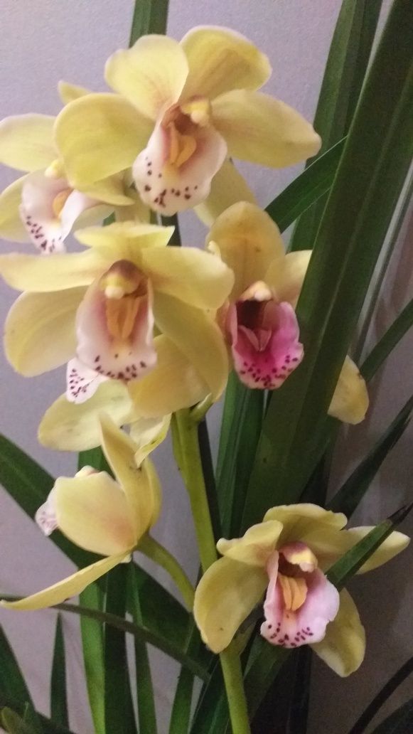 Деленка орхидеи  Цимбидиум.