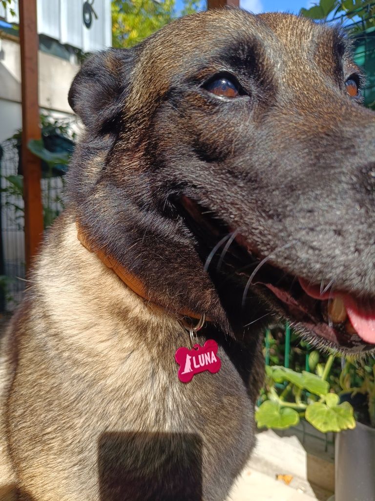 Placa de identificação para cão