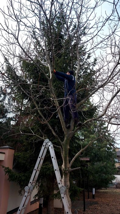 Ваш садівник. Обрізка дерев.