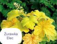 Żurawki zestsw 5 sztuk w Super Cenie - Nowość