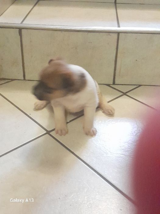 Oddam szczenięta po matce shih tzu