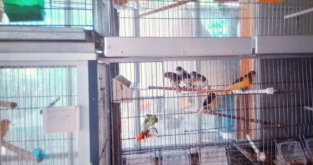 Vendo Canários Timbrado Espanhol, e Amarelos Belga.