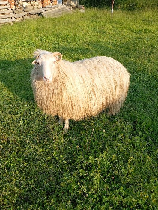 Продам баранів біо