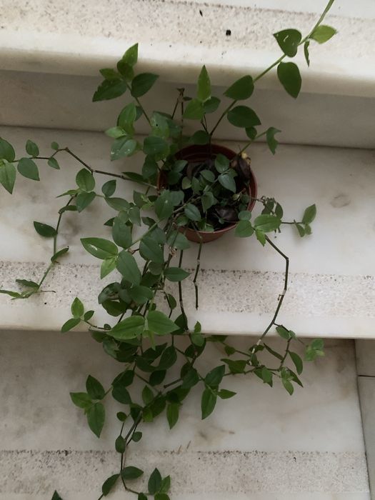 Planta da Fortuna em vasinho faço envios