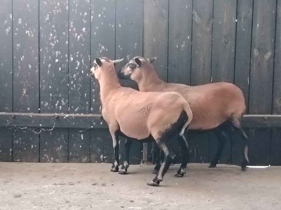 Owce baranki kameruńskie