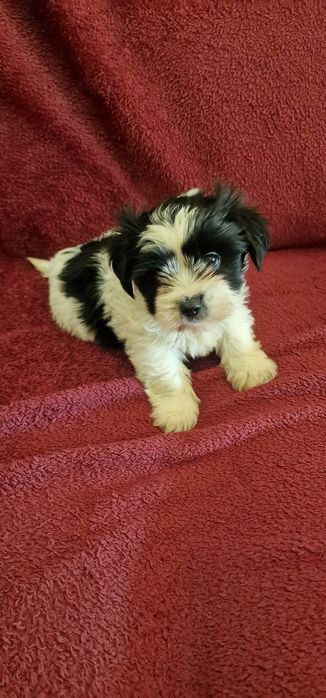 Femea Shih-Tzu LOP e Afixo