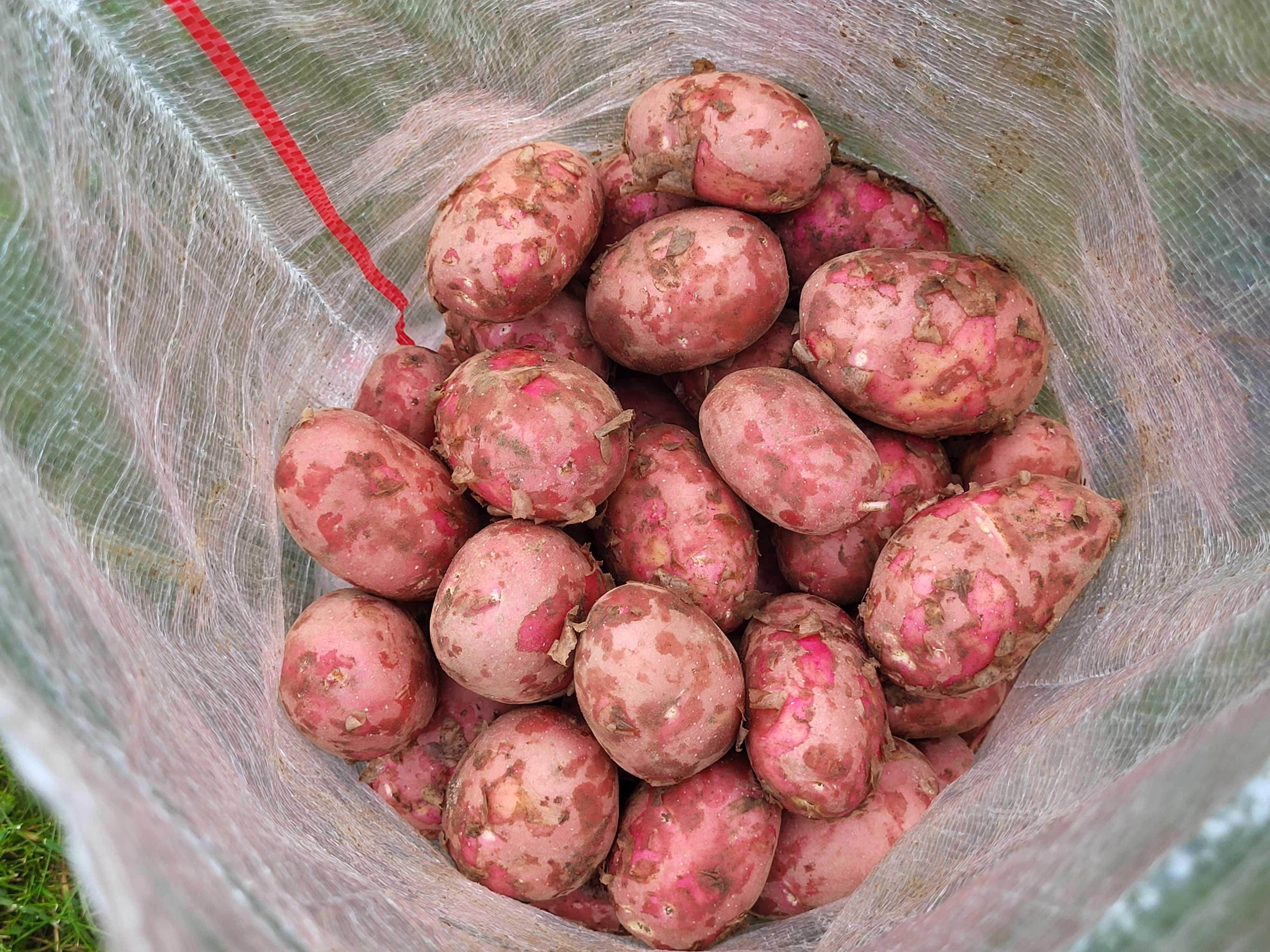 Świeże młode ziemniaki