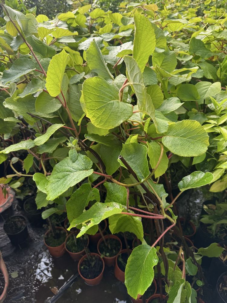 Kiwis (plantas)