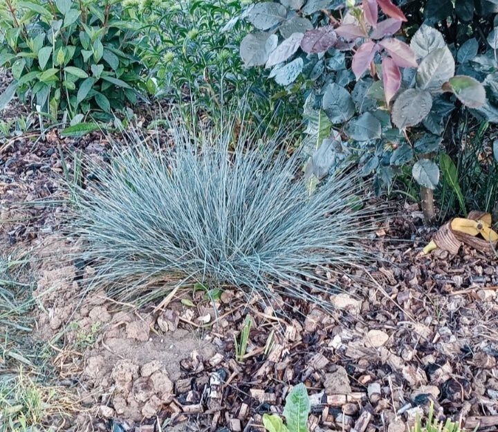 Trawa niebieska sadzonki wieloletnie