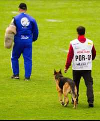 Curso de treinador canino  no Algarve