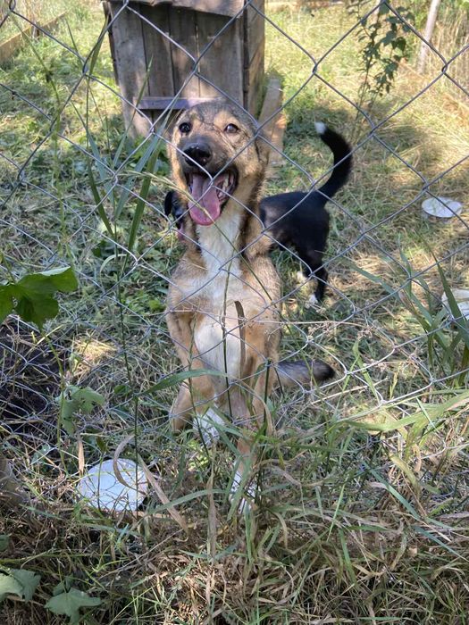 Бесплатно,в хорошие руки.отличная охрана.