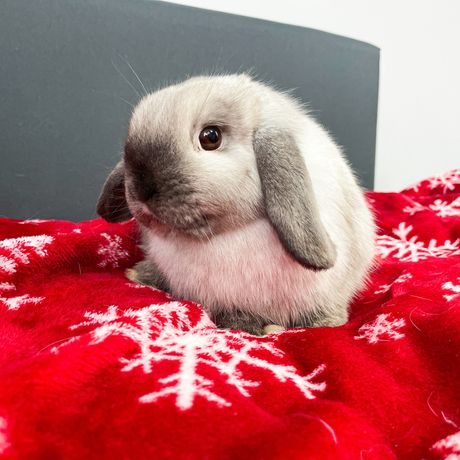 Królik Mini Lop króliczek miniaturka, samiec.