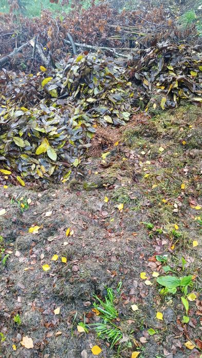 Oddam za darmo skoszoną trawę , liście , na kompost