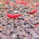 Krewetki Red Cherry