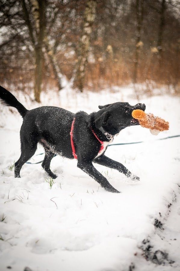 ROCKY | aktywny, pozytywny i rezolutny kundelek w typie labradora