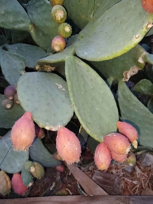 Figos da Índia fruta