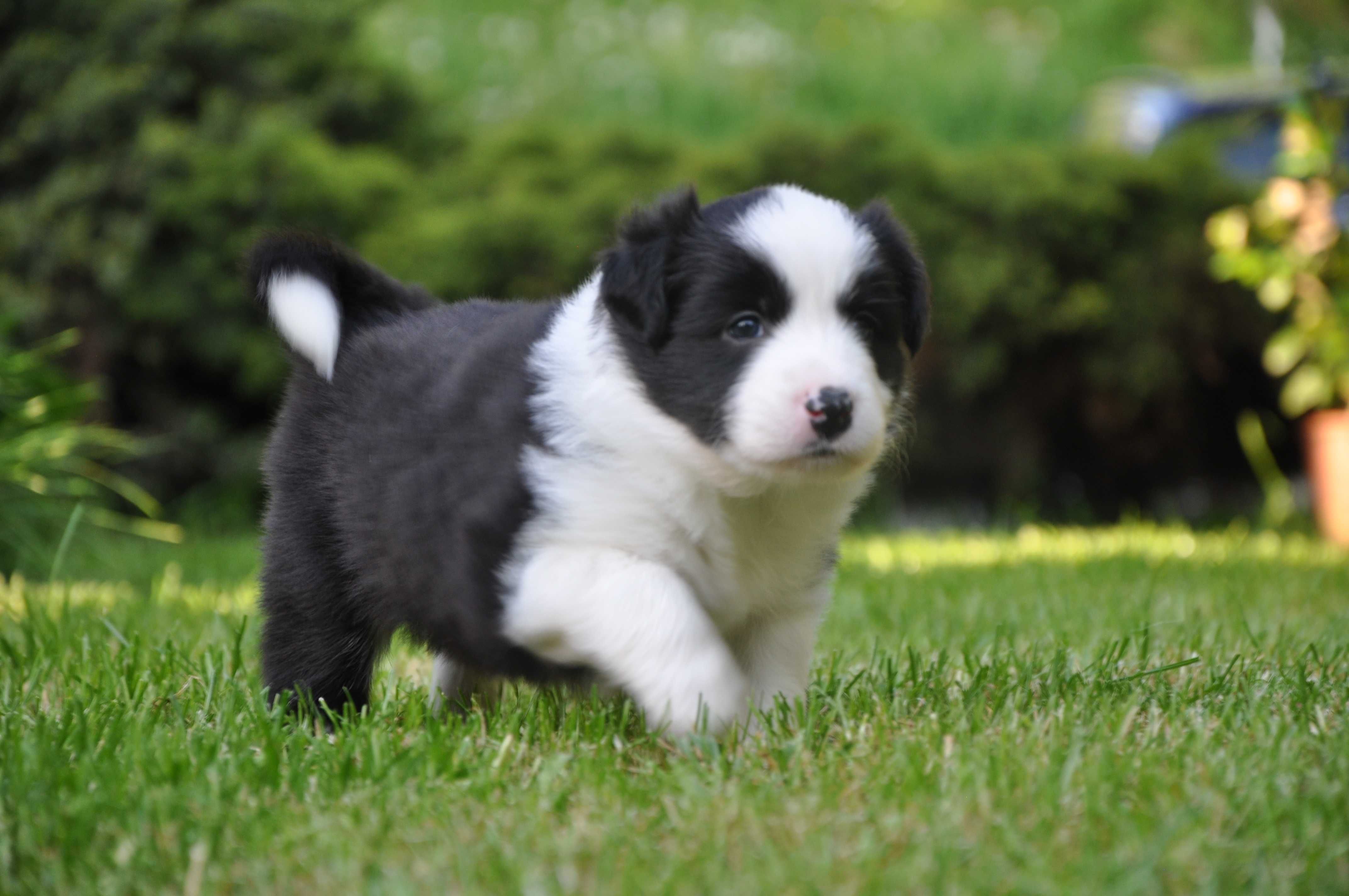 Piesek Border Collie ZKwP FCI black and white