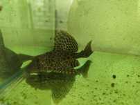 Urgente Aquariofilia, aquário, plantas e peixes