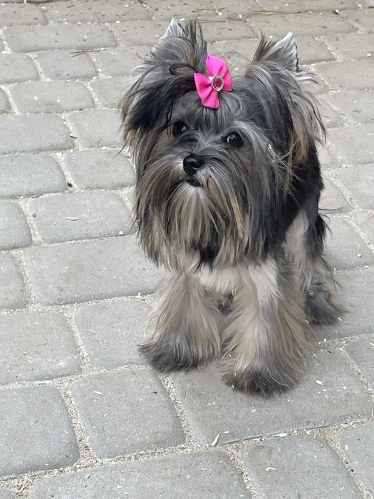 Yorkshire terrier miniaturka 1.60 kg suczka Misia paszport