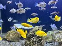Pyszczaki yellow, acei, fire fish, mara rocks