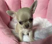 Chihuahua suczka liliowa