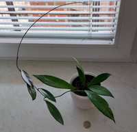 Hoya pubicalyx rosnąca roślina