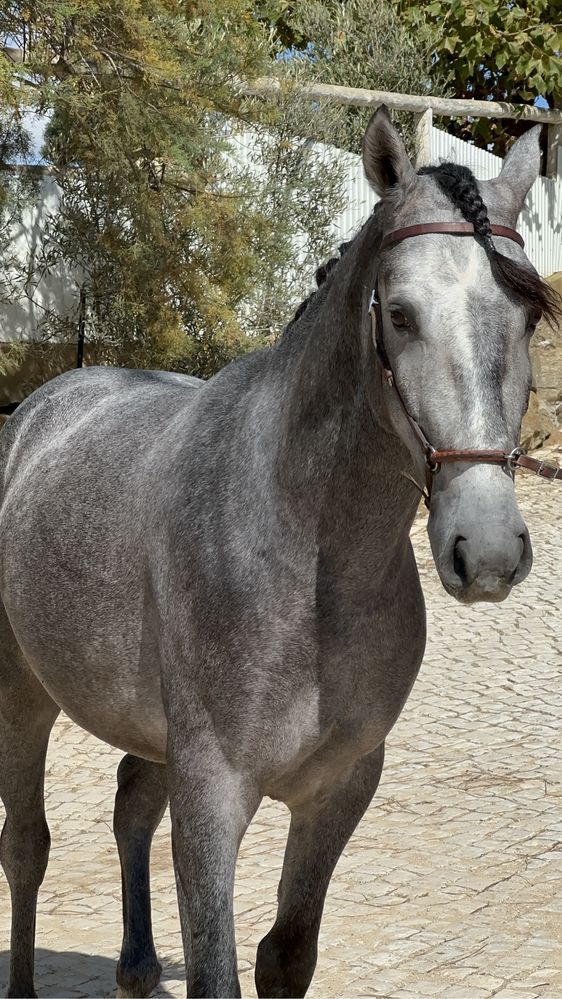 Cavalo Lusitano Puro, muito manso!  Neto do Forcado SS.