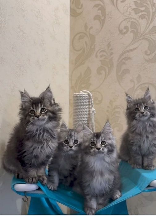 Шикарні котята Мейн кун