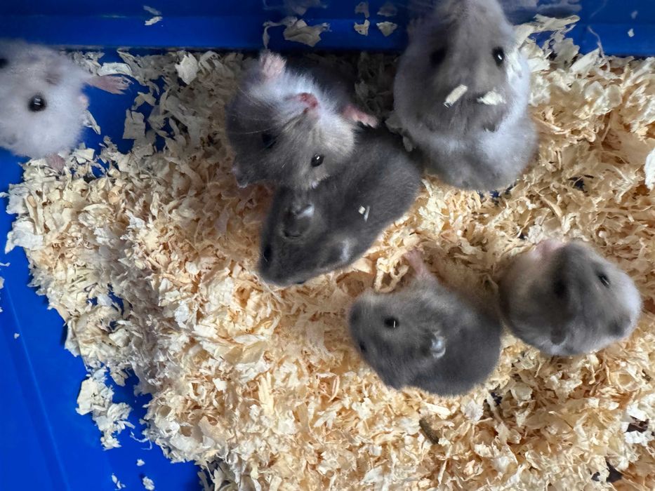 Chomiki dżungarskie młode